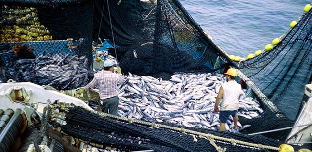 Sobre explotación pesquera, un problema mundial