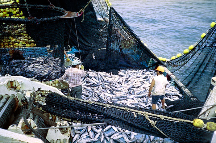 Sobre explotación pesquera, un problema mundial