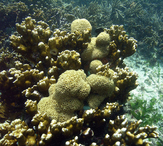 Zoantido blanco incrustante, Palythoa caribaeorum (Zoanthidea)