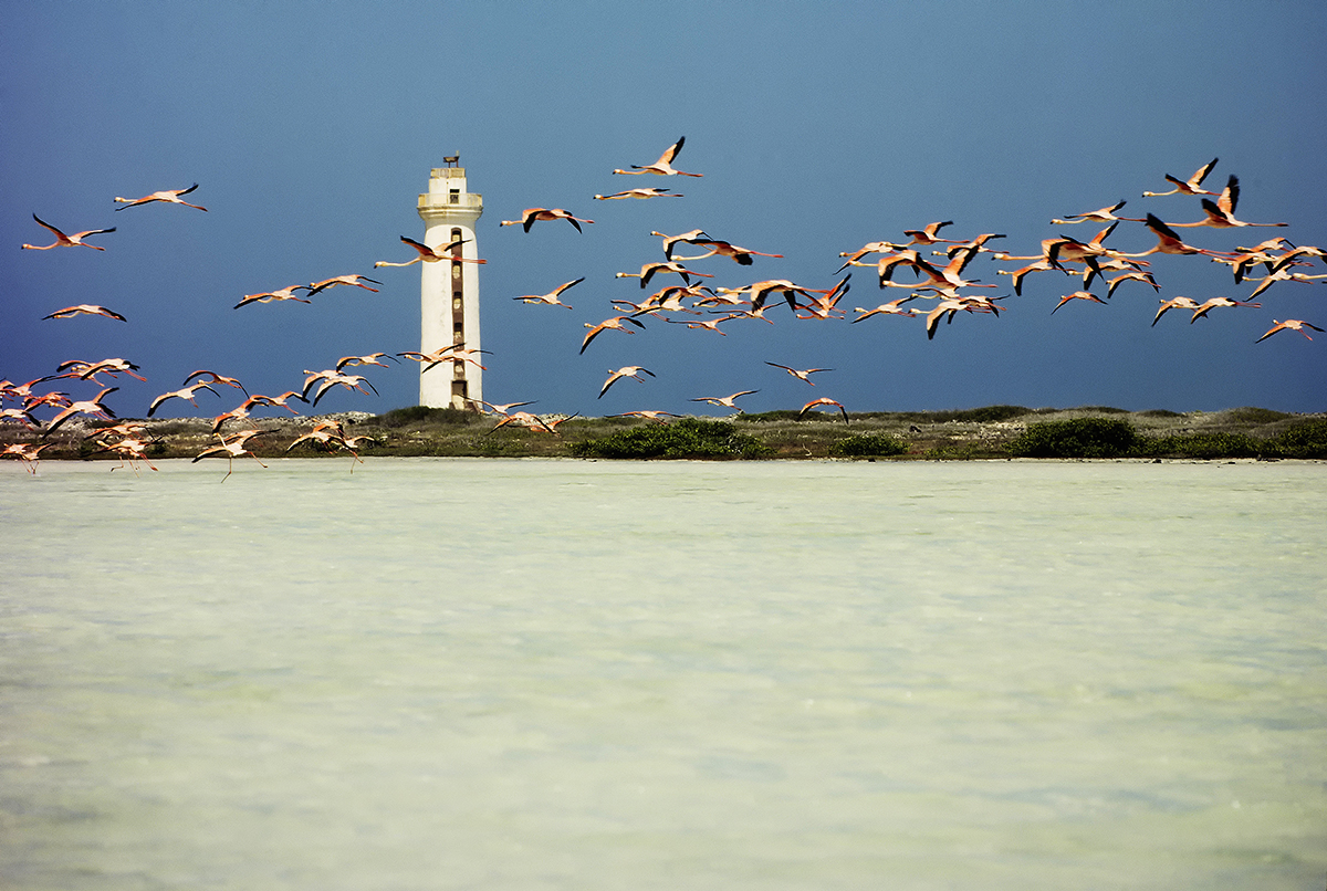 Migración de flamencos (Phoenicopterus rubber) desde la Isla de Bonaire a la Costa de Venezuela