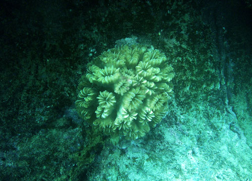 Coral de flores suaves, Eusmilia fastigiata (Caryophylliidae)