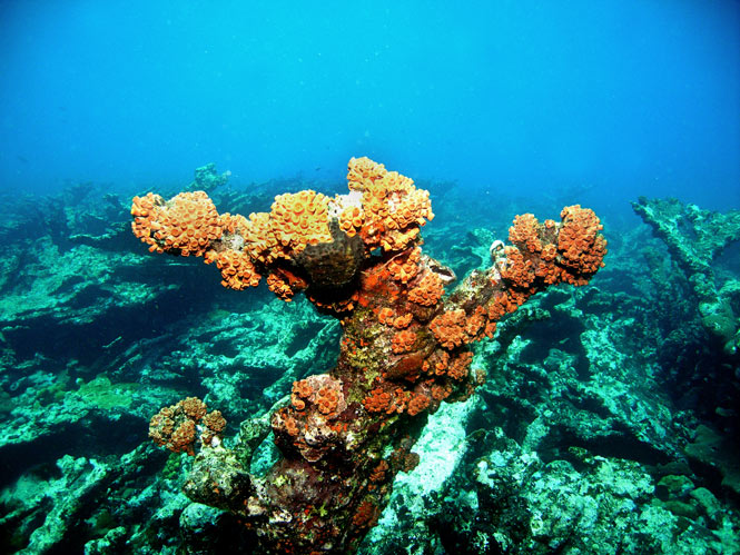 Coral de copa anaranjado, Tubastraea coccinea (Dendrophylliidae)