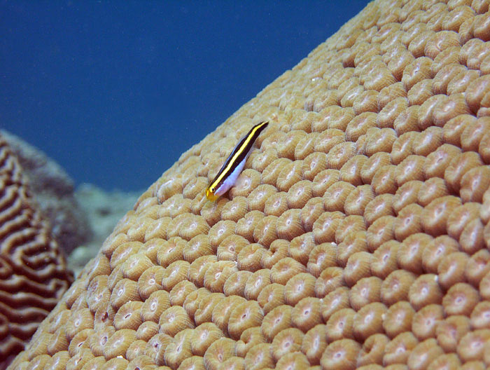 Limpiador amarillo, Gobiosoma randalli (Gobiidae)
