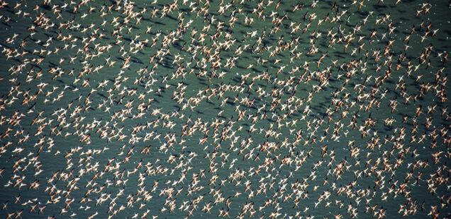 Flamingo del Caribe, Phoenicopterus ruber