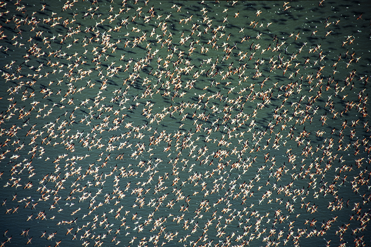 Flamingo del Caribe, Phoenicopterus ruber