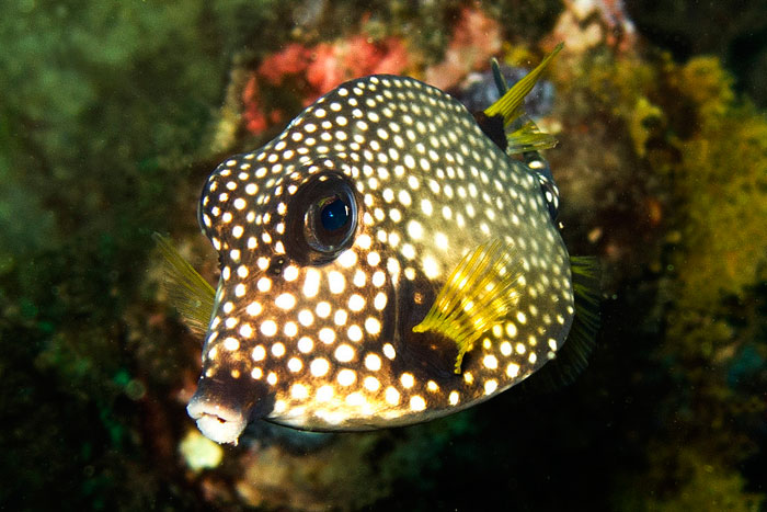 Chapín común, Lactophrys triqueter (Linnaeus, 1758)