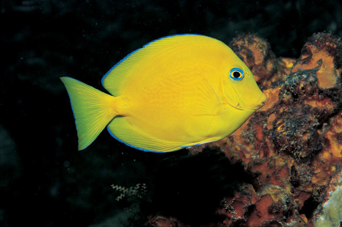 Sangrador azul, Acanthurus coeruleus (Bloch y Schneider, 1801)