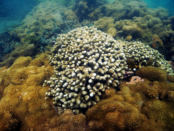 Coral dedo, Porites porites (Poritidae)
