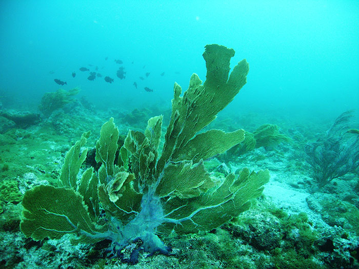 Abanico de mar de Venus, Gorgonia flabellum (Gorgonidae)