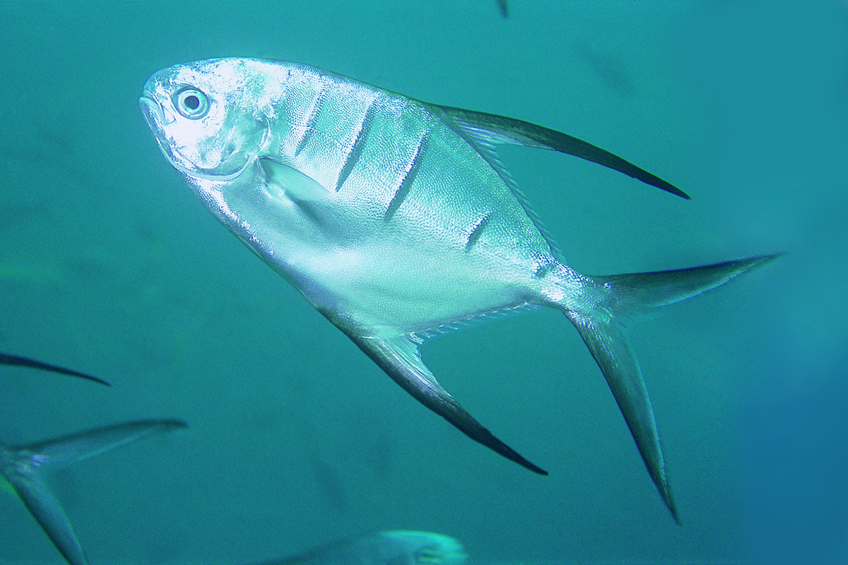 Pámpano listado, Trachinotus goodei (Jordan & Evermann, 1896)