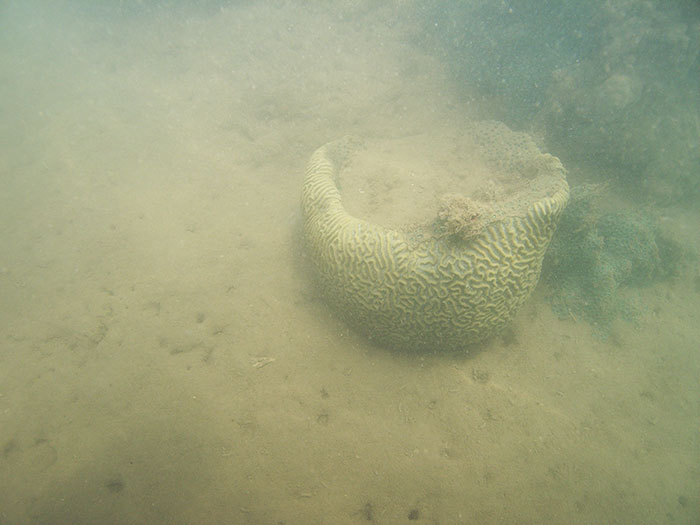 sedimentacion-en-corales-3