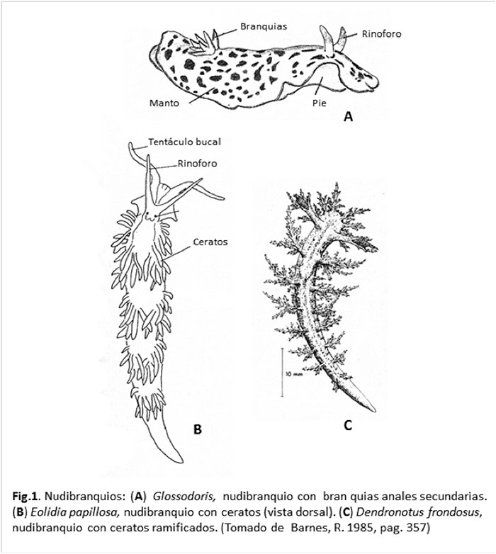 nudibranquios