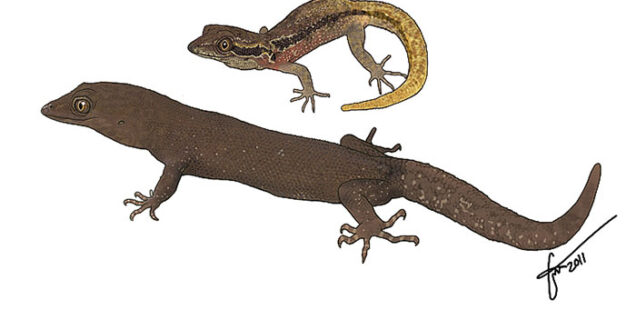 TRAS LOS PASOS DE HUMMELINCK:  Una nueva especie de gecko fue descubierta para la ciencia en la isla La Blanquilla, Venezuela