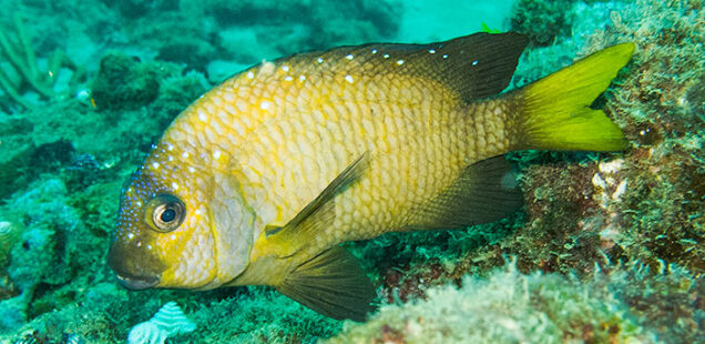 Morocota rabo amarillo,  Microspathodon chrysurus (Cuvier, 1830)