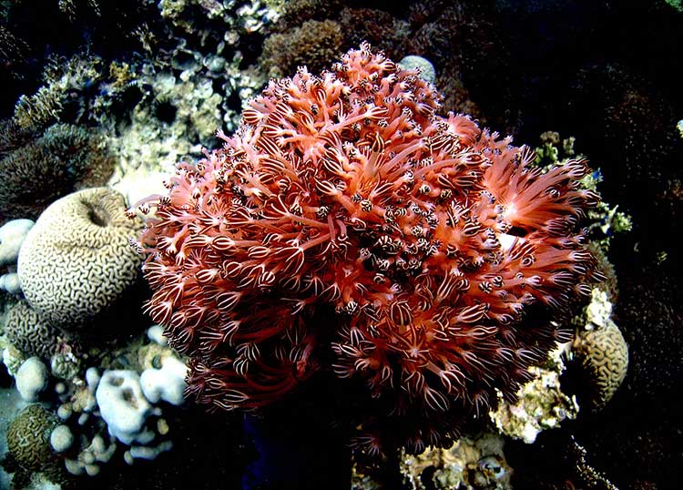 Primera incidencia de un coral blando exótico de la familia Xeniidae en el Caribe; invasión en comunidades coralinas del noreste de Venezuela.