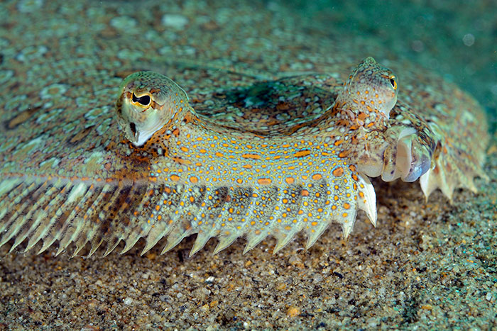 Lenguado real, Bothus lunatus (Linnaeus, 1758)