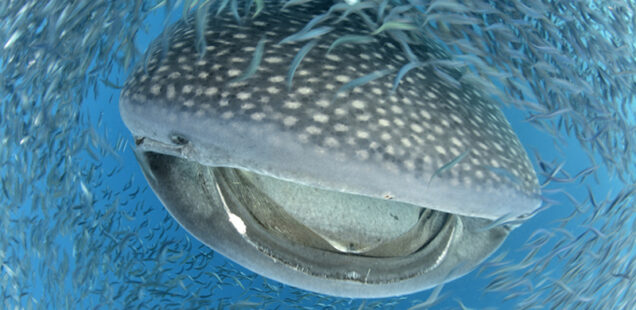 Tiburón ballena, Rhincodon typus (Smith, 1828)