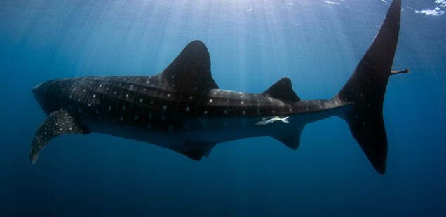 Tiburón ballena, Rhincodon typus (Smith, 1828)