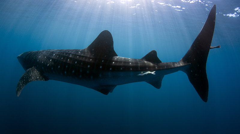 Tiburón ballena, Rhincodon typus (Smith, 1828)