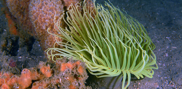 ANEMONAS MARINAS (CNIDARIA: ACTINARIA)