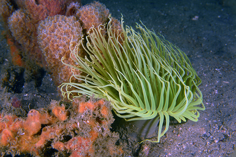 ANEMONAS MARINAS (CNIDARIA: ACTINARIA)