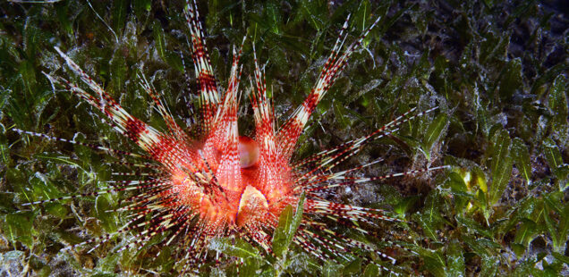 EQUINODERMOS (ECHINODERMATA) PARTE 1: ERIZOS Y ESTRELLAS DE MAR.
