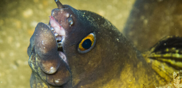 Morena de boca purpura (Gymnothorax vicinus)
