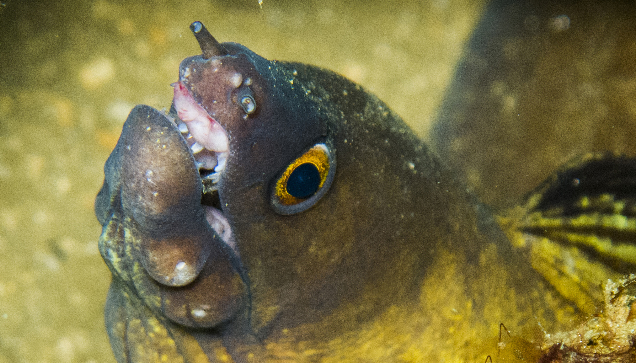 Morena de boca purpura (Gymnothorax vicinus)