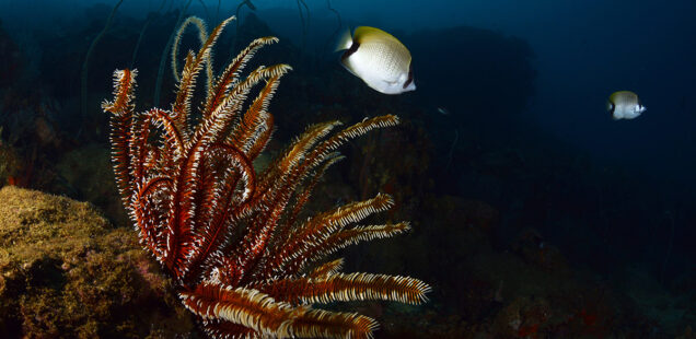EQUINODERMOS (ECHINODERMATA) PARTE 2: HOLOTURIAS, OFIURAS Y ESTRELLAS PLUMOSAS