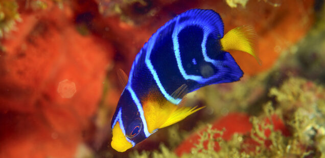 FAMILIA POMACANTHIDAE