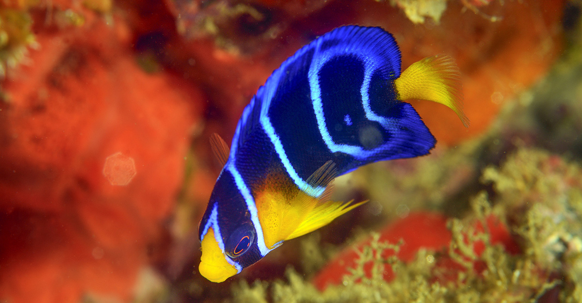 FAMILIA POMACANTHIDAE